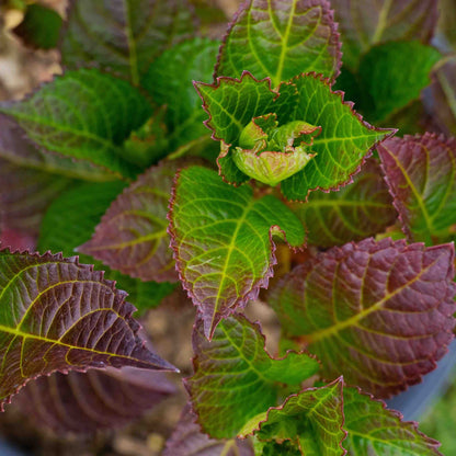 Cherry-Go-Round® Reblooming Hydrangea plant with green leaves and purple-edged serrated margins on Tampa Home & Garden Store