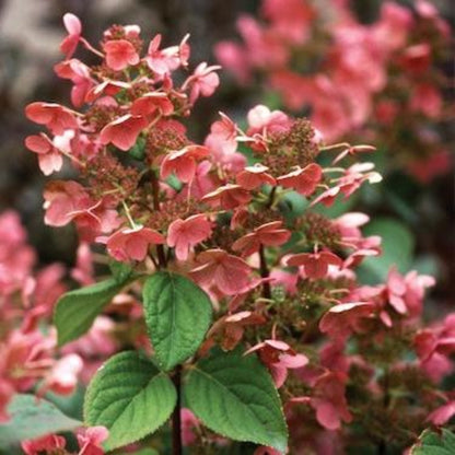 Quick Fire Hydrangea Tree pink blossoms with green leaves Live Good Logistics outdoor plant on Tampa Home & Garden Store