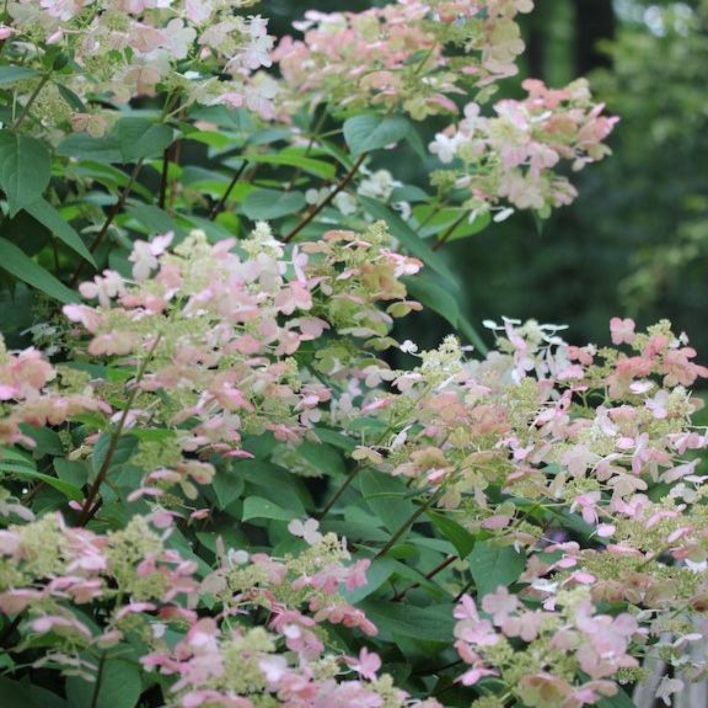Quick Fire Hydrangea Tree plant with pink blossoms and glossy green leaves on Tampa Home & Garden Store