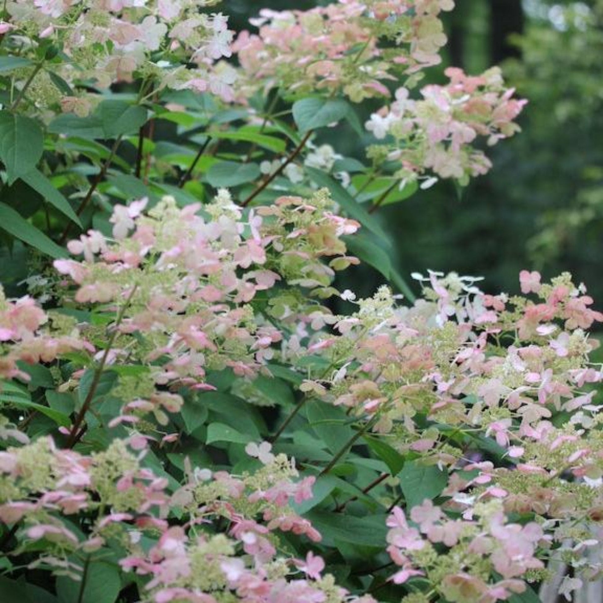 Quick Fire Hydrangea Tree plant with pink blossoms and glossy green leaves on Tampa Home & Garden Store