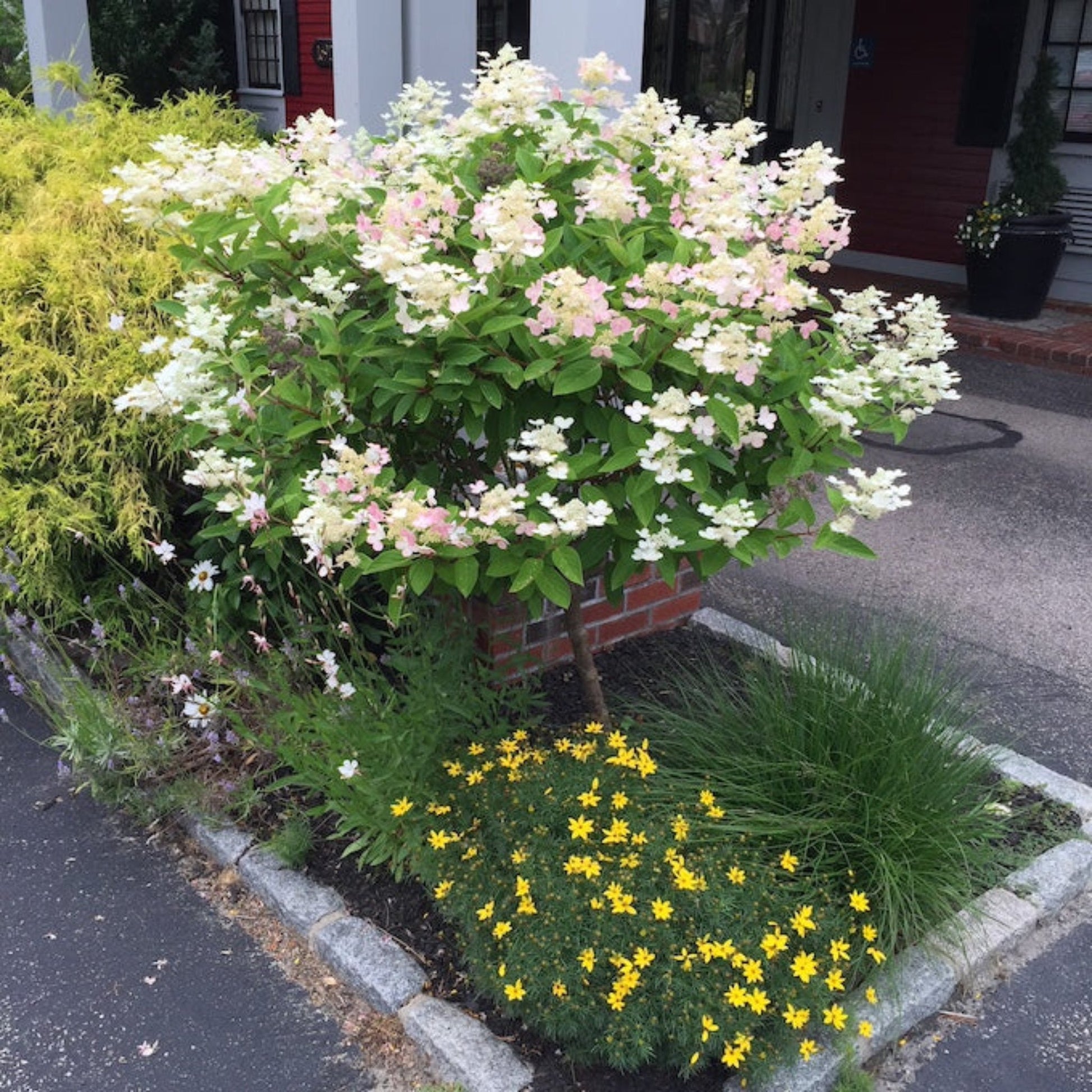 Quick Fire Hydrangea Tree shrub with white to pale pink bloom clusters and green leaves on Tampa Home & Garden Store