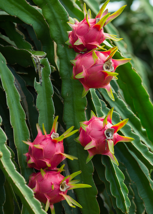 Dragon Fruit Plant, Red 'Tricia' (Hylocereus polyrhizus)