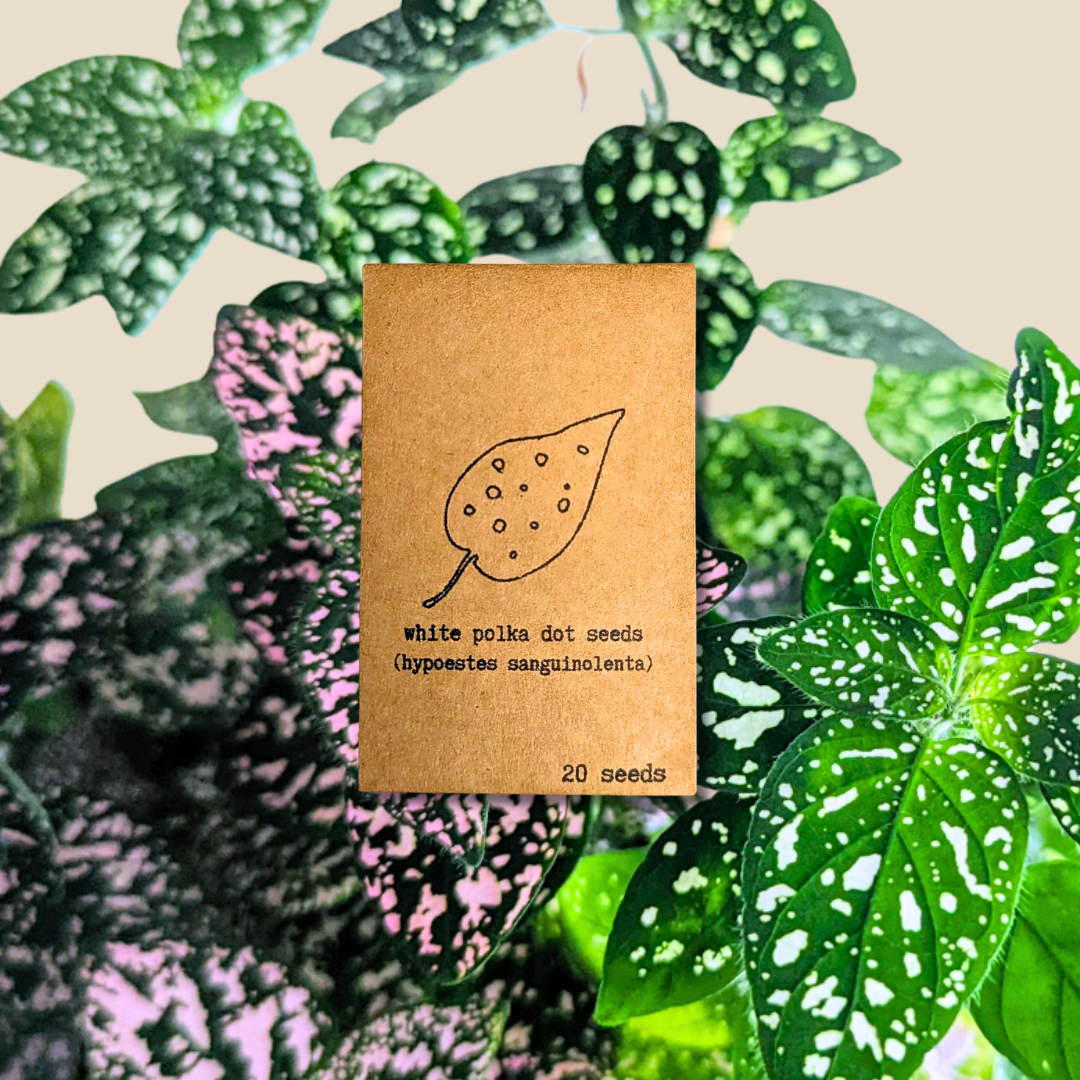 Hypoestes 'Polka Dot Plant' Seeds - Tampa Home & Garden Store