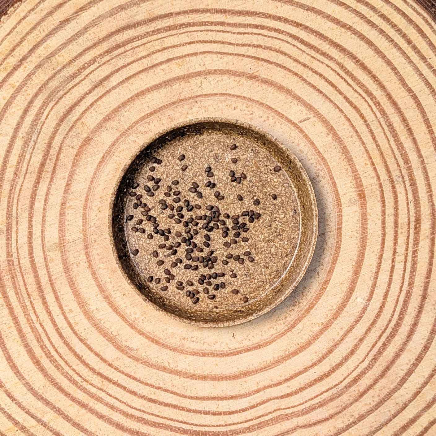 Hypoestes 'Polka Dot Plant' Seeds - Tampa Home & Garden Store