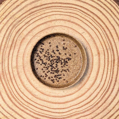 Hypoestes 'Polka Dot Plant' Seeds - Tampa Home & Garden Store