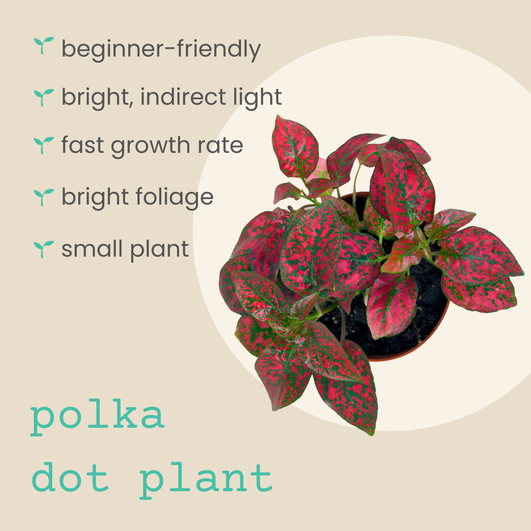 Hypoestes 'Polka Dot Plant' Seeds - Tampa Home & Garden Store