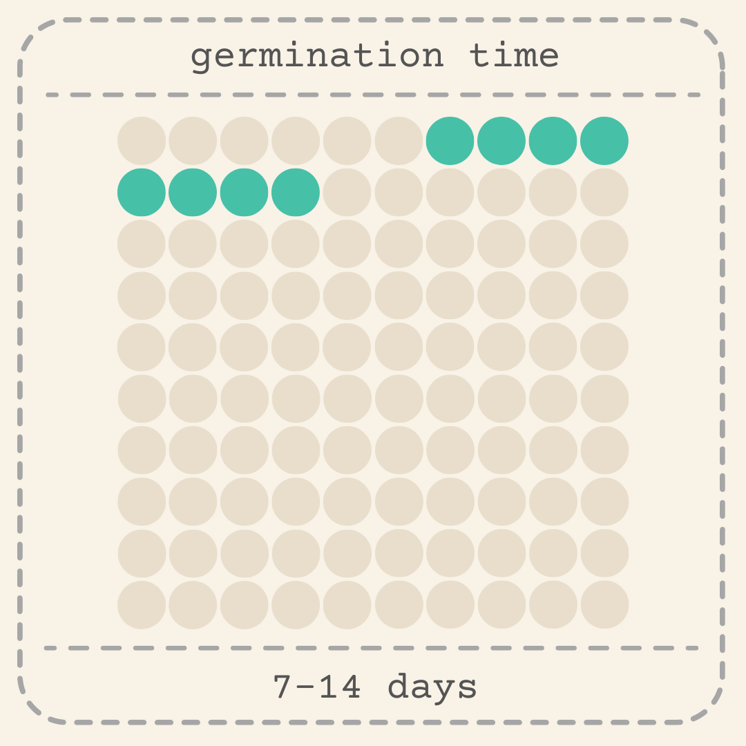 Hypoestes 'Polka Dot Plant' Seeds - Tampa Home & Garden Store