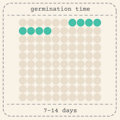 Hypoestes 'Polka Dot Plant' Seeds - Tampa Home & Garden Store