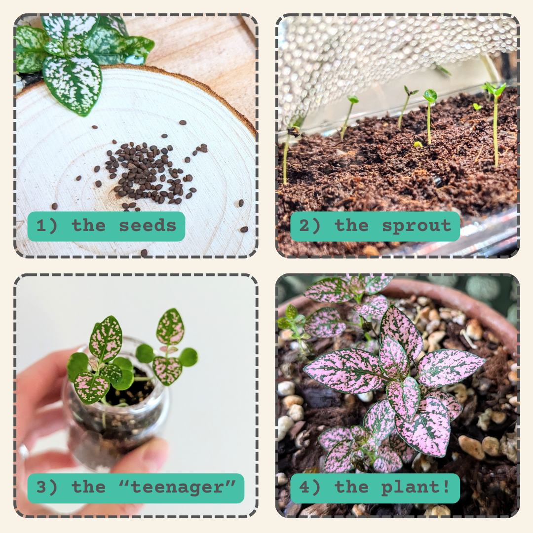 Hypoestes 'Polka Dot Plant' Seeds - Tampa Home & Garden Store