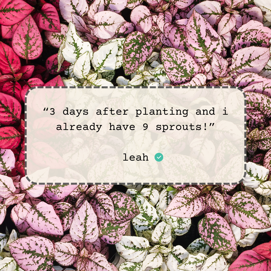 Hypoestes 'Polka Dot Plant' Seeds - Tampa Home & Garden Store