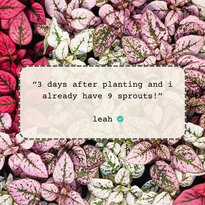 Hypoestes 'Polka Dot Plant' Seeds - Tampa Home & Garden Store