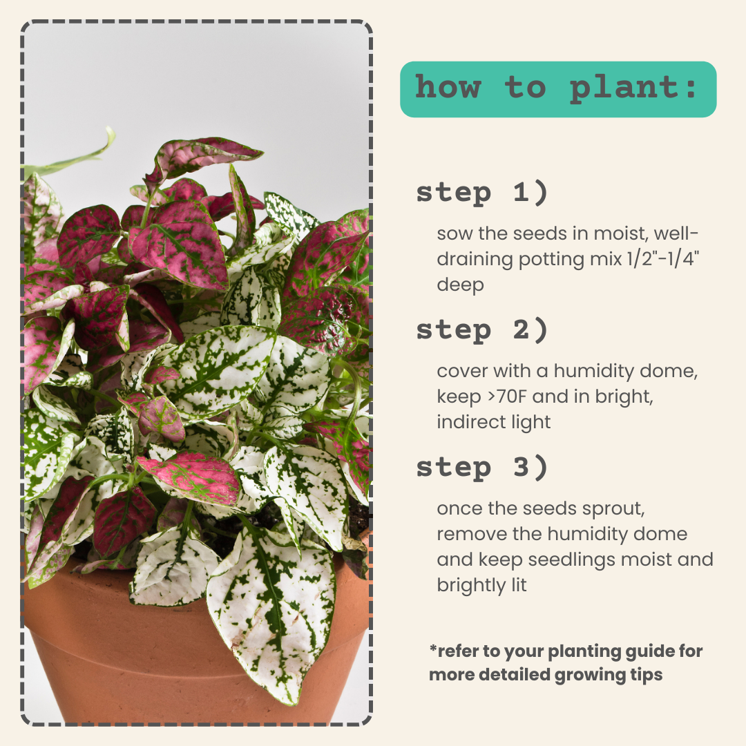 Hypoestes 'Polka Dot Plant' Seeds - Tampa Home & Garden Store