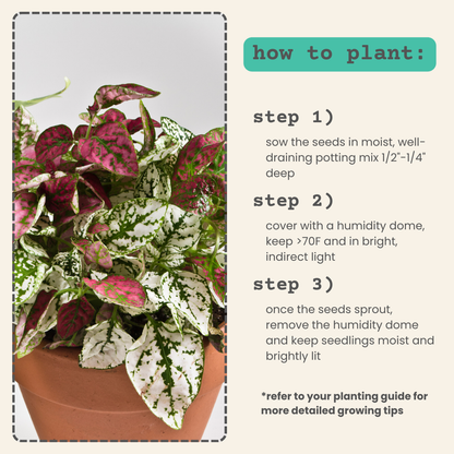 Hypoestes 'Polka Dot Plant' Seeds - Tampa Home & Garden Store