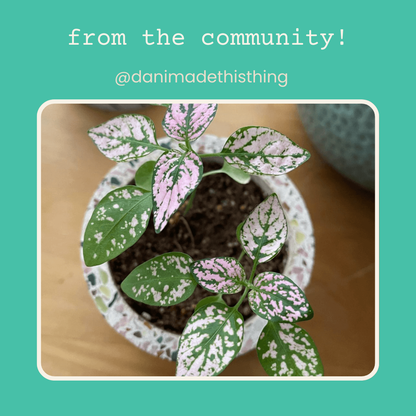 Hypoestes 'Polka Dot Plant' Seeds - Tampa Home & Garden Store