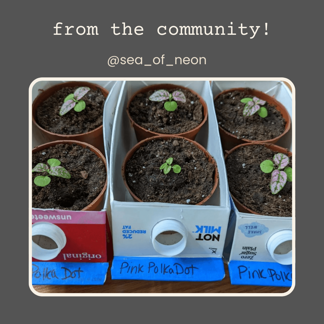 Hypoestes 'Polka Dot Plant' Seeds - Tampa Home & Garden Store