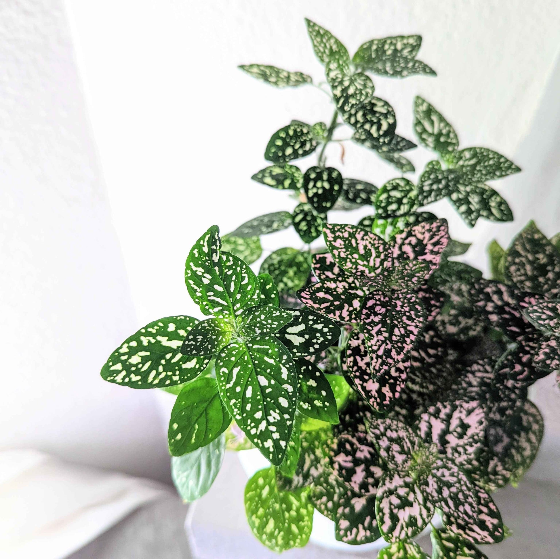 Hypoestes 'Polka Dot Plant' Seeds - Tampa Home & Garden Store