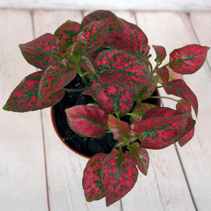 Hypoestes 'Polka Dot Plant' Seeds - Tampa Home & Garden Store