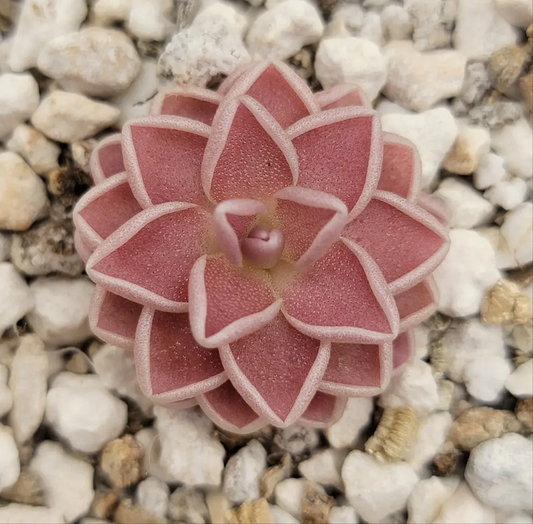 Pinguicula ehlersiae Tolantongo Pink Rosette butterwort with pink rosette leaves on gravel on Tampa Home & Garden Store