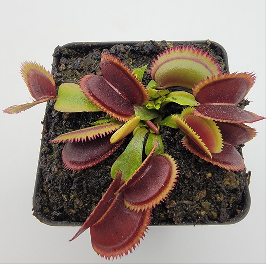 Venus flytrap (Dionaea muscipula) "Brutal Shark" - Tampa Home & Garden Store