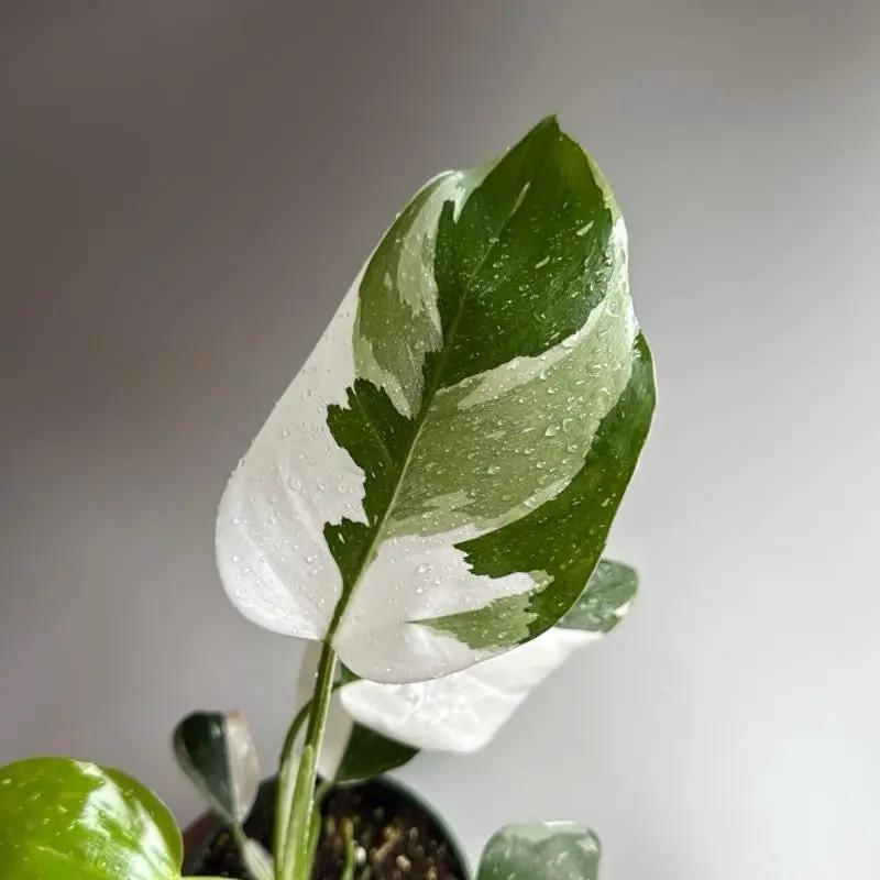 Exotic White Princess Philodendron with green-white variegated leaves, potted plant on Tampa Home & Garden Store