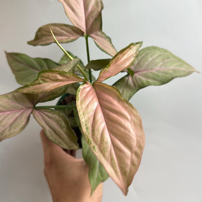 Syngonium Pink Perfection, variegated pink-green leaves, RUNOPLANTS potted houseplant on Tampa Home & Garden Store