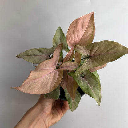Syngonium Pink Perfection potted houseplant with pink-tinged green leaves RUNOPLANTS on Tampa Home & Garden Store