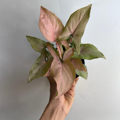 Syngonium Pink Perfection plant with pink-green leaves in a pot RUNOPLANTS potted houseplant on Tampa Home & Garden Store