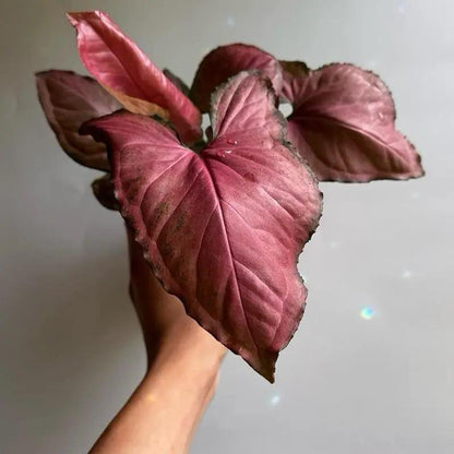 Syngonium Orm Nak Red Plant with Varied Leaves