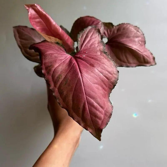 Syngonium Orm Nak Red Plant with Varied Leaves