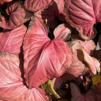 Syngonium Orm Nak Red Plant with Varied Leaves