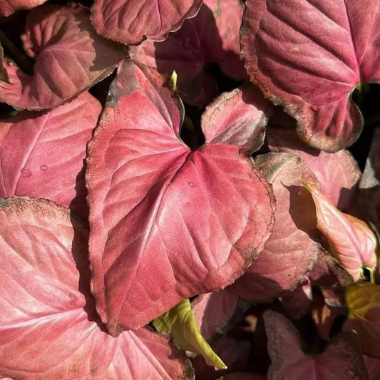 Syngonium Orm Nak Red Plant with Varied Leaves