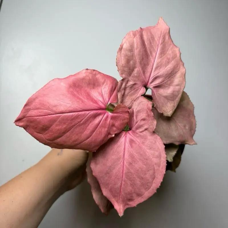Syngonium Orm Nak Red Plant with Varied Leaves