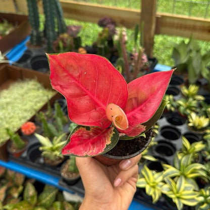 Aglaonema Suksom Jaipong