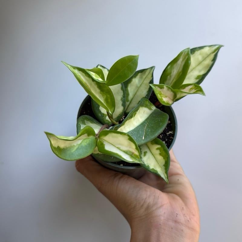 Hoya Krimson Princess