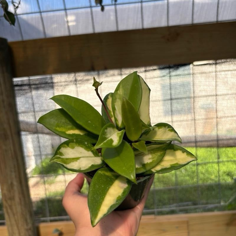 Hoya Krimson Princess