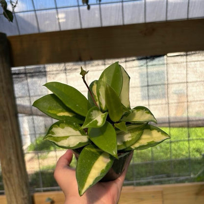 Hoya Krimson Princess