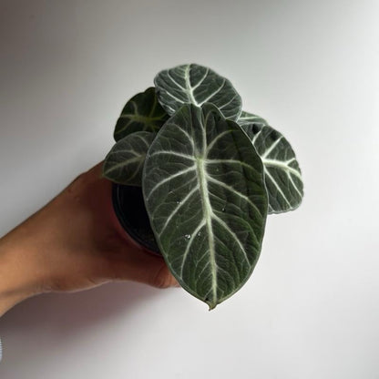 Alocasia Ninja