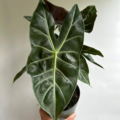 Alocasia 'Pink Dragon Morroco'