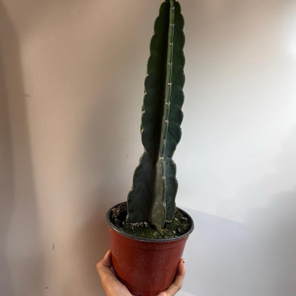Cuddly Cactus