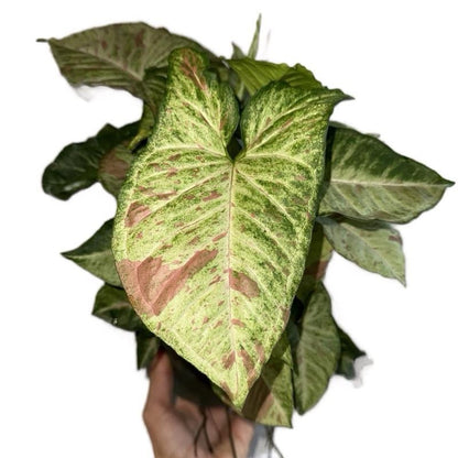Syngonium Pink Confetti