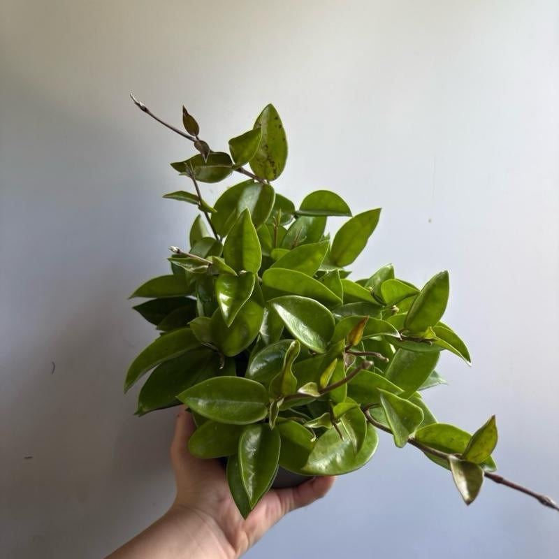 Hoya Carnosa Amore potted houseplant RUNOPLANTS with glossy green leaves on Tampa Home & Garden Store