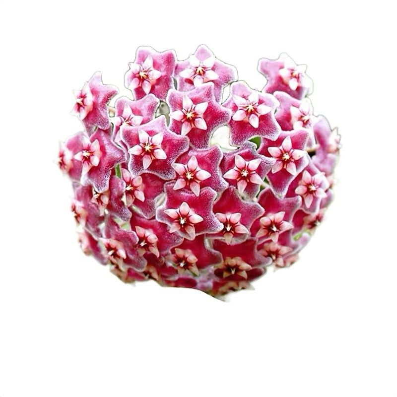 Hoya Carnosa Amore pink star-shaped blooms cluster, RUNOPLANTS potted houseplant on Tampa Home & Garden Store