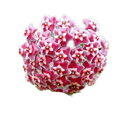 Hoya Carnosa Amore pink star-shaped blooms cluster, RUNOPLANTS potted houseplant on Tampa Home & Garden Store