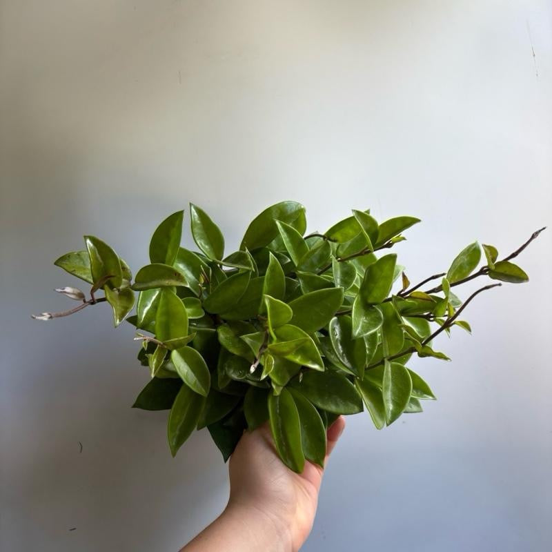 Hoya Carnosa Amore plant with glossy green leaves held by hand on Tampa Home & Garden Store