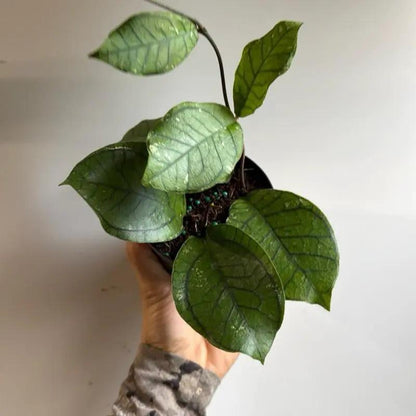Hoya Ranauensis Rare Plant with Emerald Leaves
