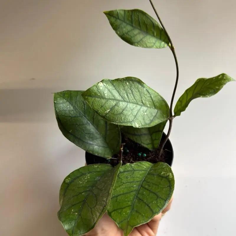Hoya Ranauensis Rare Plant with Emerald Leaves