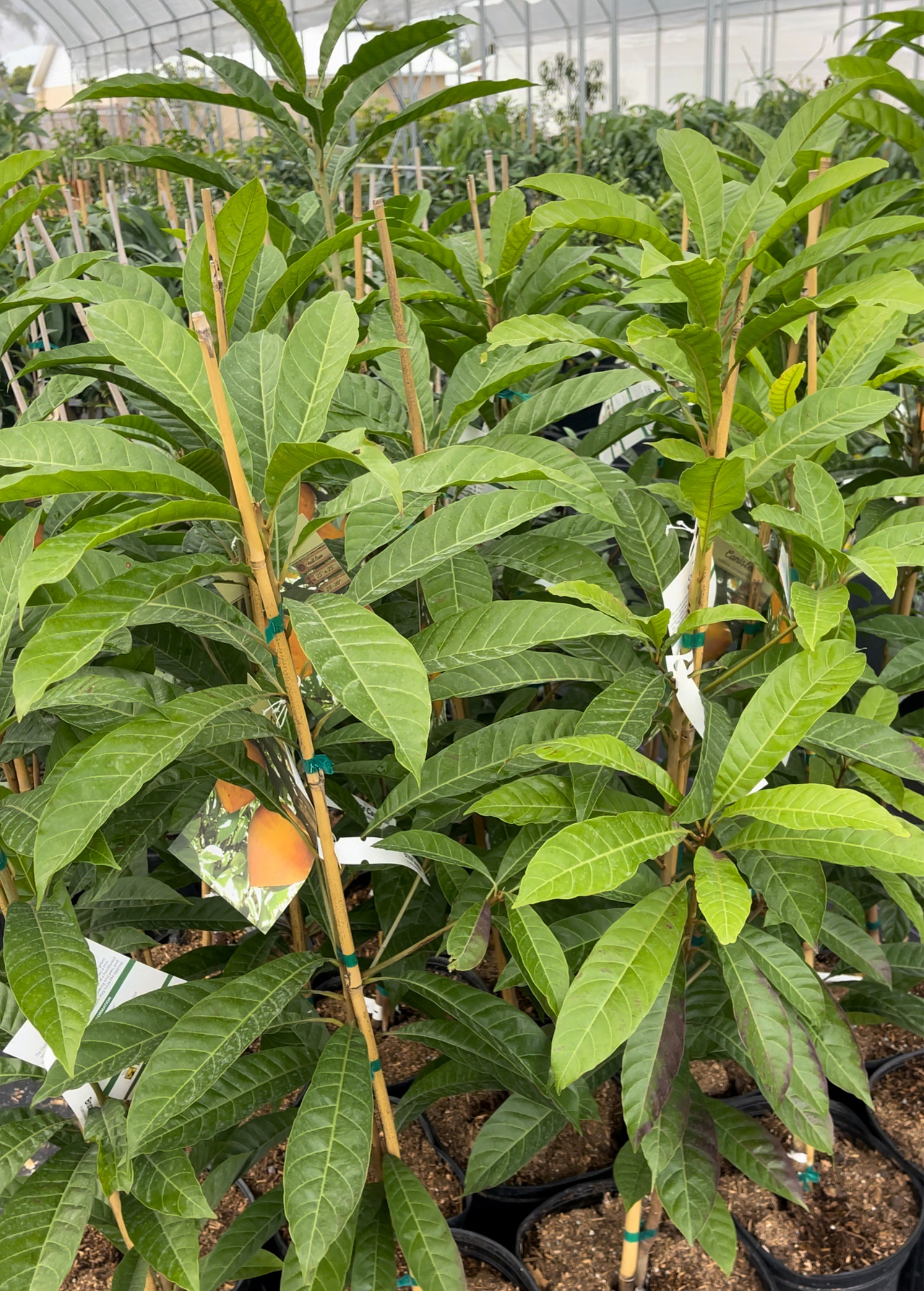Planta de canistel 'Bruce' (Pouteria campechiana)