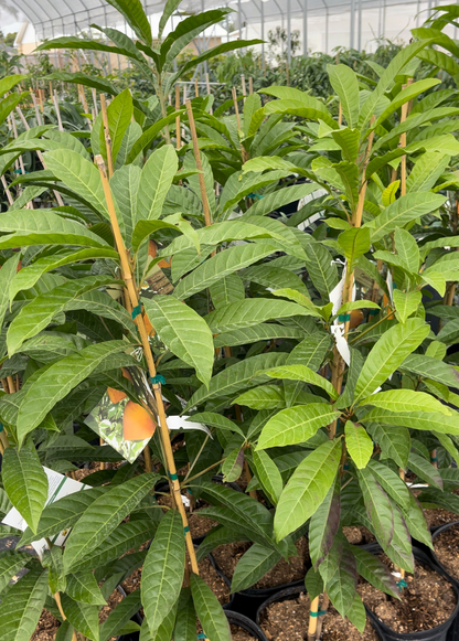 Planta de canistel 'Bruce' (Pouteria campechiana)
