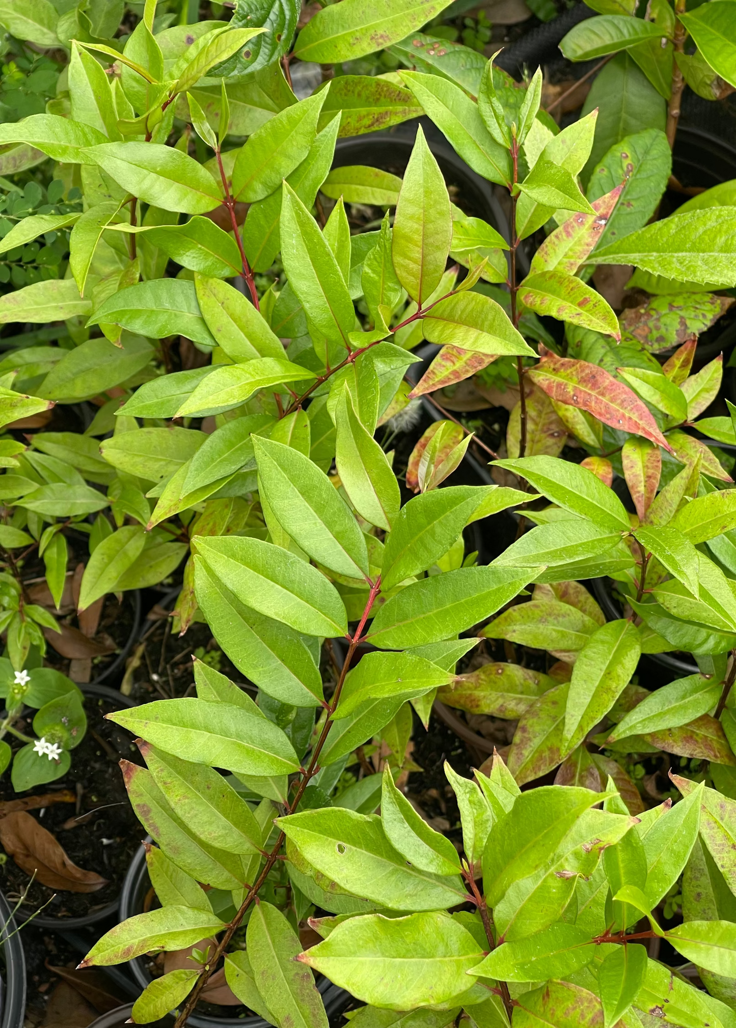 Cas Guava Tree, Costa Rican Guava (Psidium friedrichsthalianum)