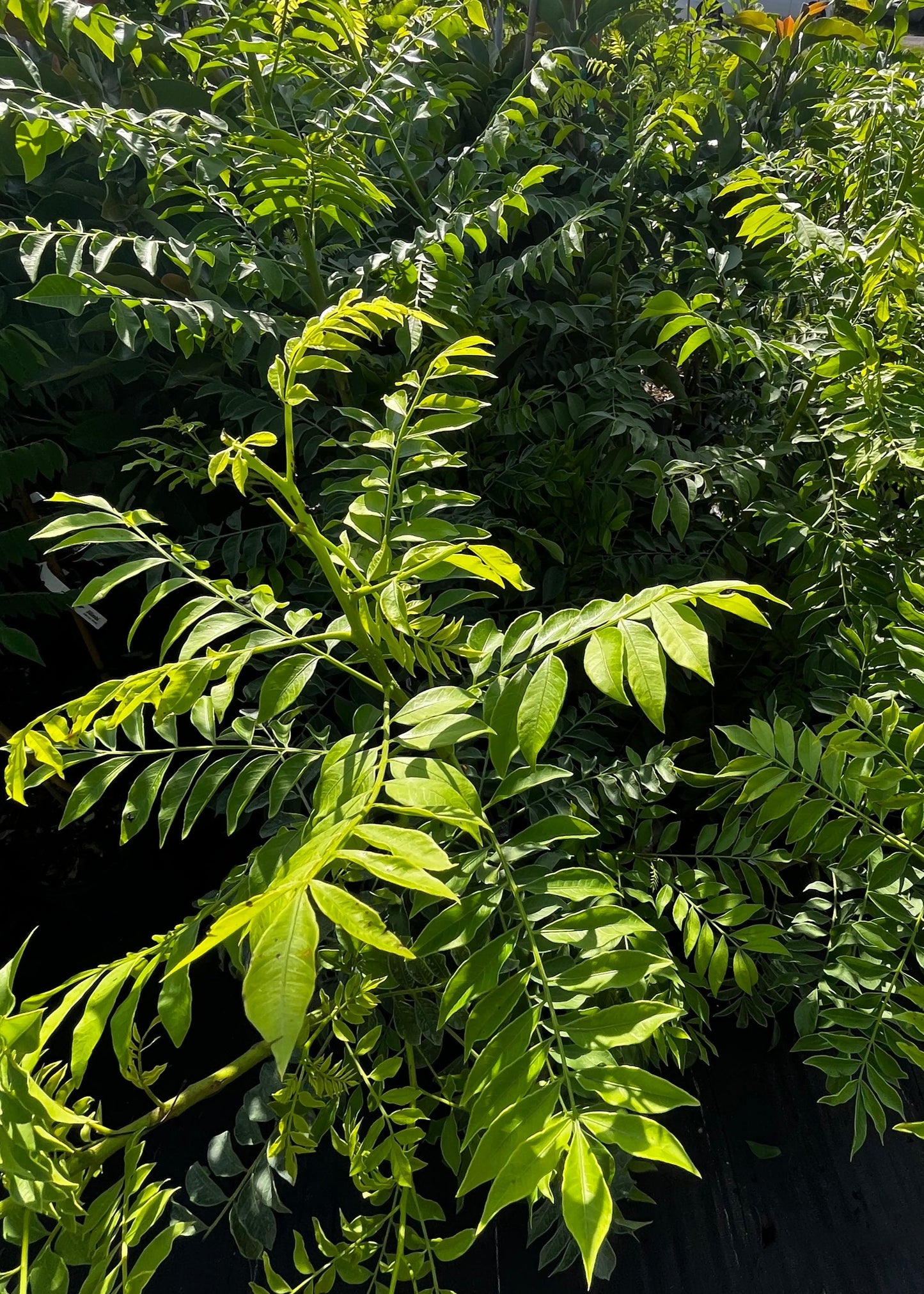 Jocote Tree, Yellow (Spondias Mombin)
